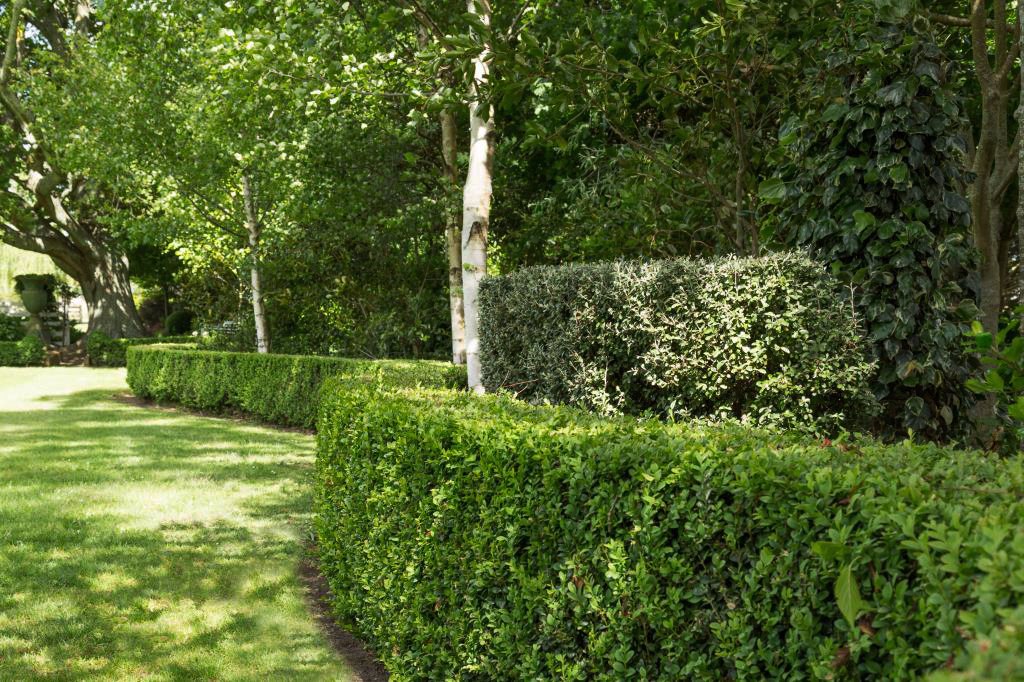 Front garden hedge