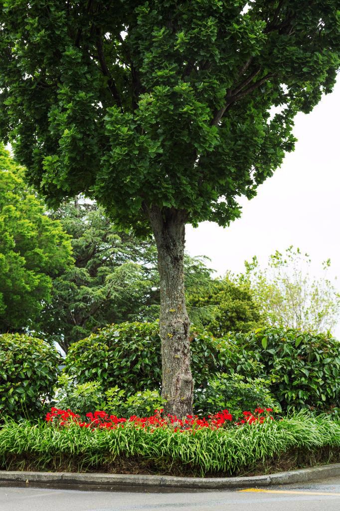 Garden at Toyota